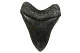 Dark-Grey, Fossil Megalodon Tooth - South Carolina #182967-2